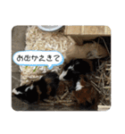 モルモット日常使いスタンプ（個別スタンプ：13）