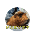 モルモット日常使いスタンプ（個別スタンプ：14）