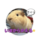 モルモット日常使いスタンプ（個別スタンプ：17）