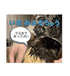 モルモット日常使いスタンプ（個別スタンプ：23）