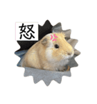 モルモット日常使いスタンプ（個別スタンプ：31）
