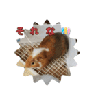 モルモット日常使いスタンプ（個別スタンプ：33）