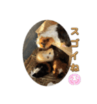 モルモット日常使いスタンプ（個別スタンプ：34）