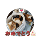 モルモット日常使いスタンプ（個別スタンプ：40）