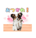 パピヨンの子犬スタンプ（個別スタンプ：6）