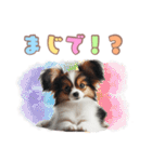 パピヨンの子犬スタンプ（個別スタンプ：14）