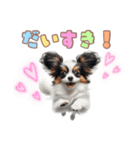 パピヨンの子犬スタンプ（個別スタンプ：23）