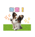 パピヨンの子犬スタンプ（個別スタンプ：27）