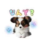 パピヨンの子犬スタンプ（個別スタンプ：39）