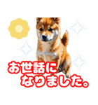 柴犬ベビーのアートスタンプ（個別スタンプ：10）