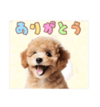 日常会話のトイプードルの子犬スタンプ！（個別スタンプ：4）