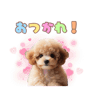 日常会話のトイプードルの子犬スタンプ！（個別スタンプ：6）