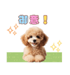 日常会話のトイプードルの子犬スタンプ！（個別スタンプ：27）