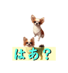 小型犬語です（個別スタンプ：7）