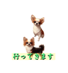 小型犬語です（個別スタンプ：11）