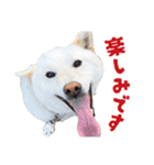 白い柴犬スタンプ敬語ver（個別スタンプ：5）