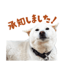 白い柴犬スタンプ敬語ver（個別スタンプ：9）