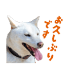 白い柴犬スタンプ敬語ver（個別スタンプ：14）