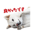 白い柴犬スタンプ敬語ver（個別スタンプ：15）