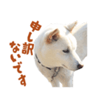 白い柴犬スタンプ敬語ver（個別スタンプ：16）