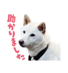 白い柴犬スタンプ敬語ver（個別スタンプ：17）