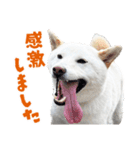 白い柴犬スタンプ敬語ver（個別スタンプ：20）