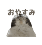 かわいいピケ（個別スタンプ：2）
