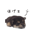 だいずのいる生活（個別スタンプ：1）