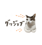 愛猫てん君とくうちゃんのスタンプ（個別スタンプ：1）