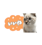 愛猫てん君とくうちゃんのスタンプ（個別スタンプ：2）