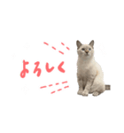 愛猫てん君とくうちゃんのスタンプ（個別スタンプ：3）