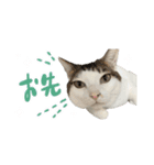 愛猫てん君とくうちゃんのスタンプ（個別スタンプ：4）