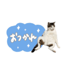 愛猫てん君とくうちゃんのスタンプ（個別スタンプ：5）