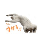 愛猫てん君とくうちゃんのスタンプ（個別スタンプ：6）