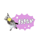 愛猫てん君とくうちゃんのスタンプ（個別スタンプ：7）