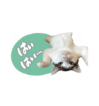愛猫てん君とくうちゃんのスタンプ（個別スタンプ：8）