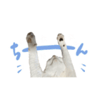愛猫てん君とくうちゃんのスタンプ（個別スタンプ：11）