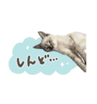 愛猫てん君とくうちゃんのスタンプ（個別スタンプ：12）
