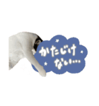愛猫てん君とくうちゃんのスタンプ（個別スタンプ：13）