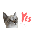 愛猫てん君とくうちゃんのスタンプ（個別スタンプ：14）