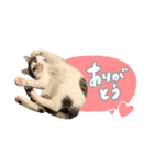 愛猫てん君とくうちゃんのスタンプ（個別スタンプ：16）
