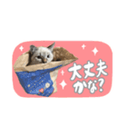 愛猫てん君とくうちゃんのスタンプ（個別スタンプ：17）