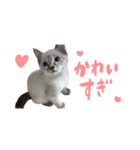 愛猫てん君とくうちゃんのスタンプ（個別スタンプ：18）