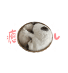 愛猫てん君とくうちゃんのスタンプ（個別スタンプ：19）