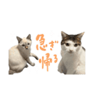 愛猫てん君とくうちゃんのスタンプ（個別スタンプ：20）