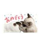 愛猫てん君とくうちゃんのスタンプ（個別スタンプ：21）