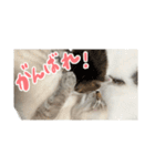 愛猫てん君とくうちゃんのスタンプ（個別スタンプ：22）