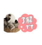 愛猫てん君とくうちゃんのスタンプ（個別スタンプ：23）