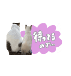 愛猫てん君とくうちゃんのスタンプ（個別スタンプ：24）