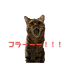 猫みーみ（個別スタンプ：1）
